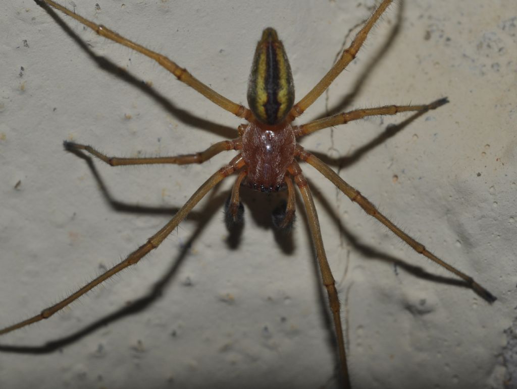 Maschio di Cheiracanthium elegans - Cavriglia (AR)