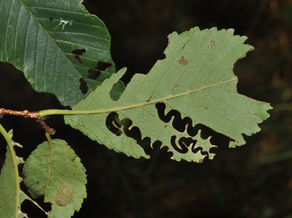 Defogliatore dell''olmo: Aproceros leucopoda - Argidae