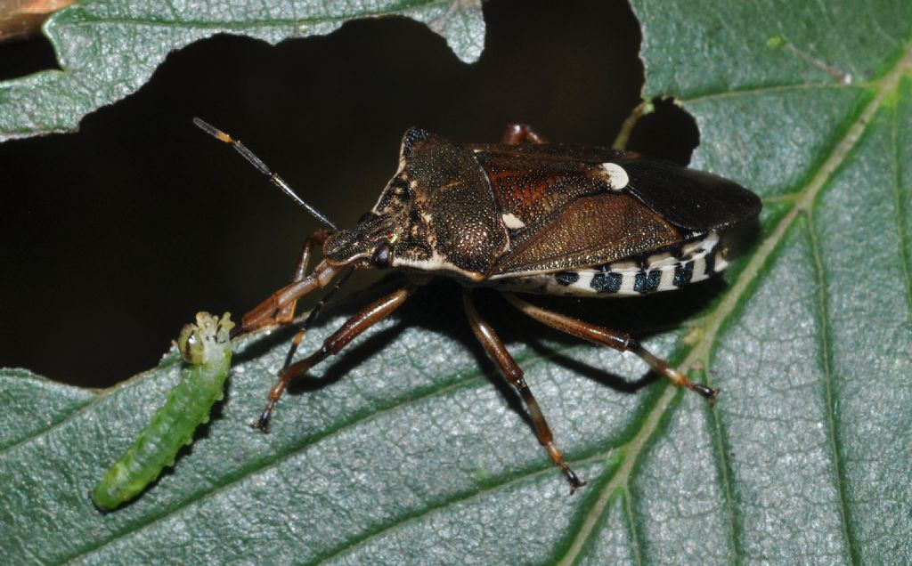 Defogliatore dell''olmo: Aproceros leucopoda - Argidae