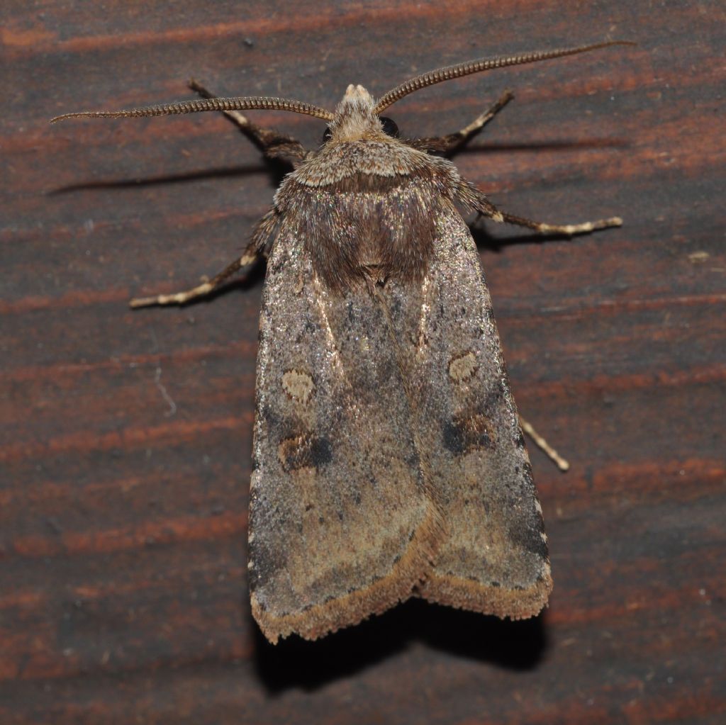 Noctuidae da id - Cerastis faceta