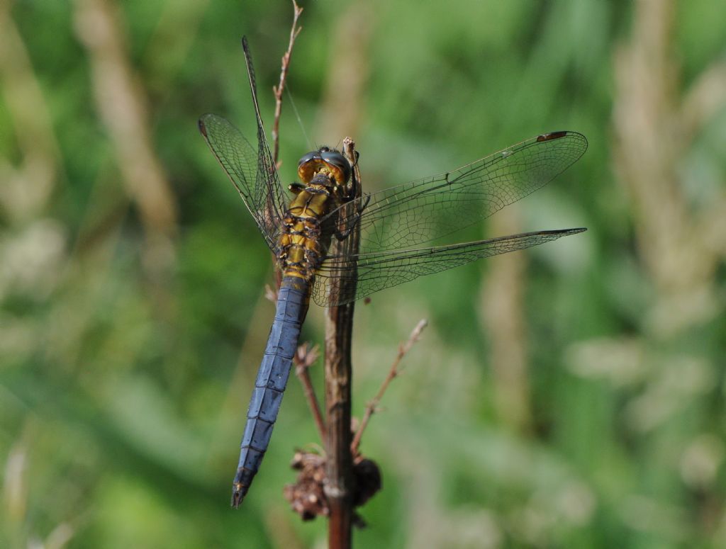 Orthetrum da id...