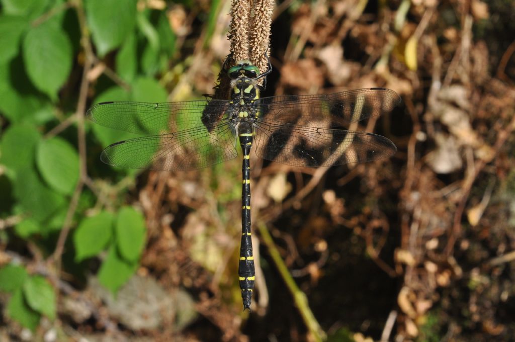 Cordulegaster boltonii