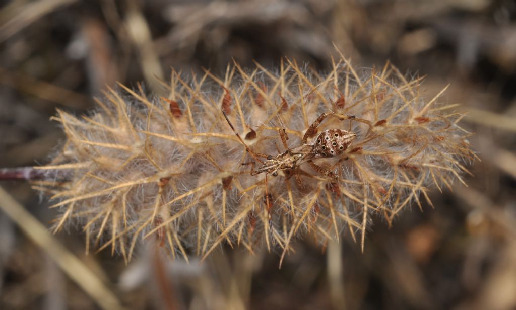 Alydidae: ninfa di Camptopus lateralis