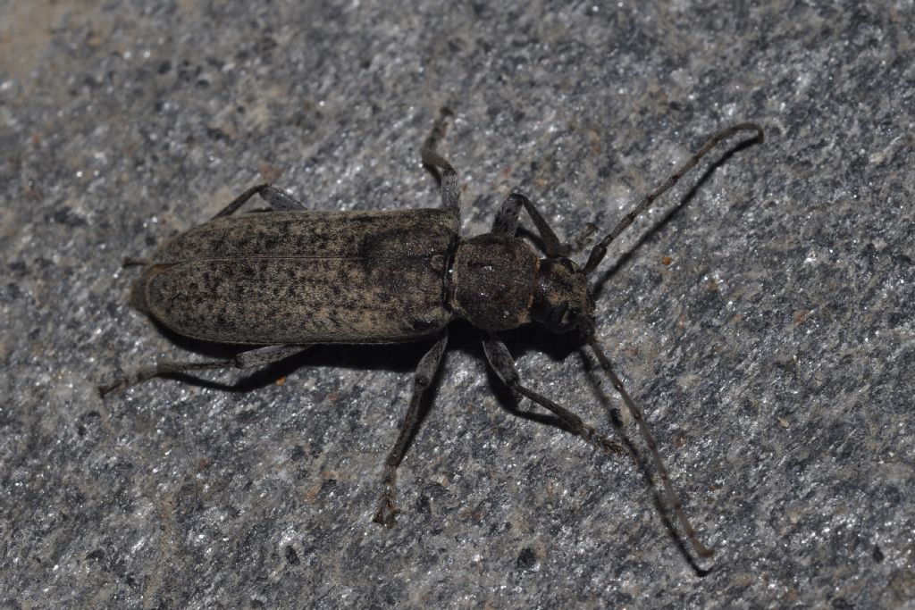 Cerambycidae:  Trichoferus holosericeus