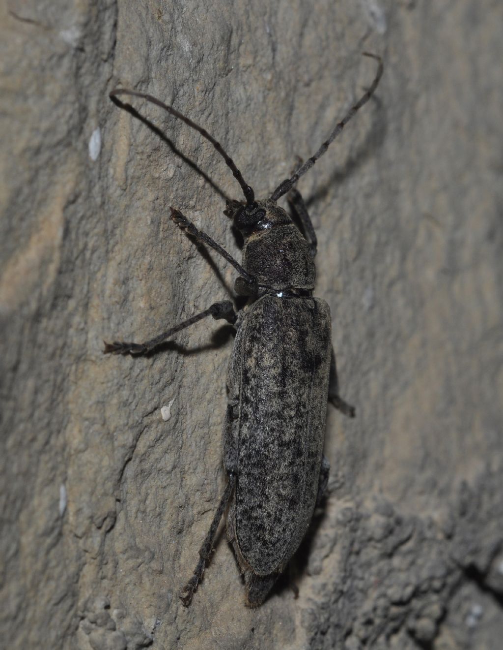 Cerambycidae:  Trichoferus holosericeus
