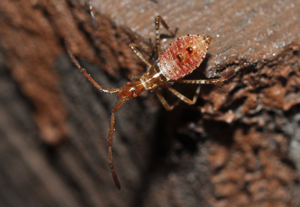 Coreidae: neanide di Leptoglossus occidentalis