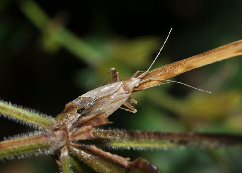 Miridae da id