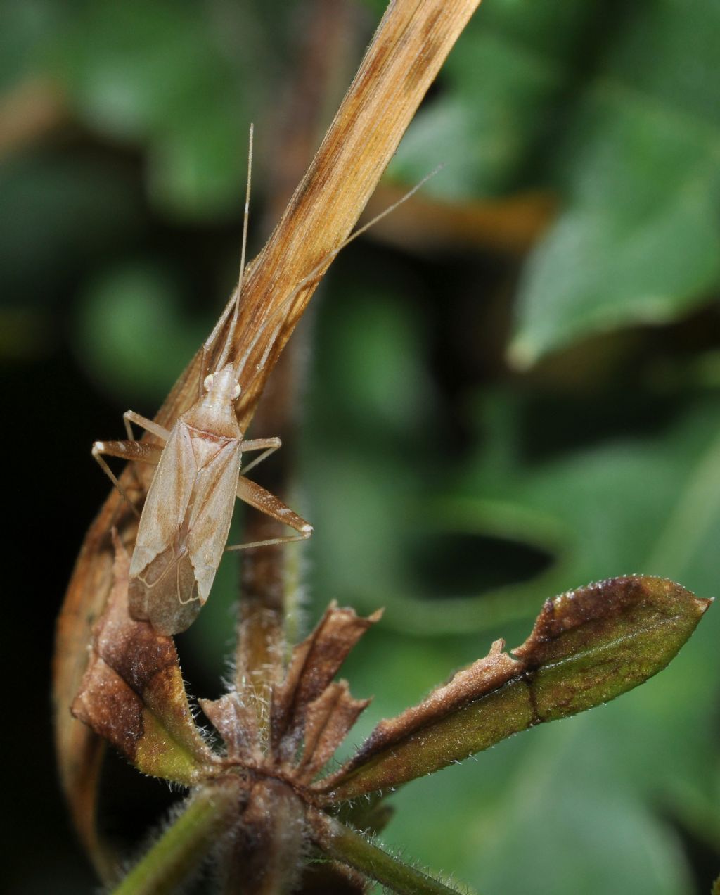 Miridae da id