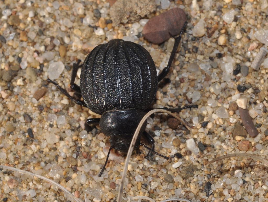 Pimelia bipunctata ssp. papii, Tenebrionidae