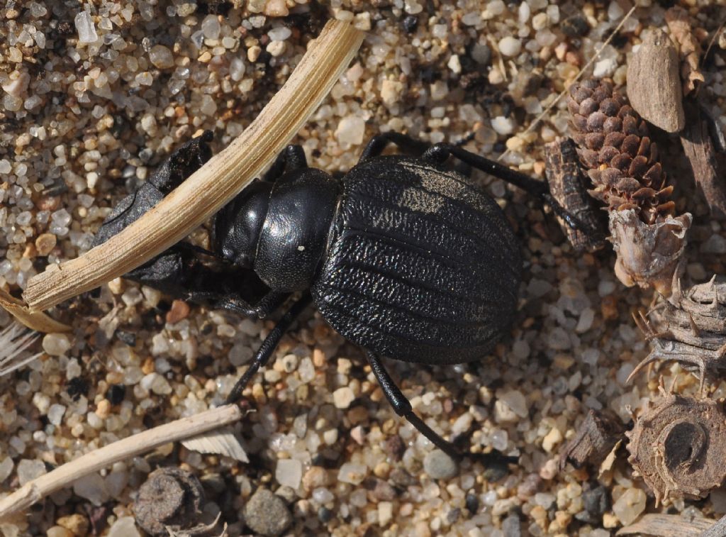 Pimelia bipunctata ssp. papii, Tenebrionidae