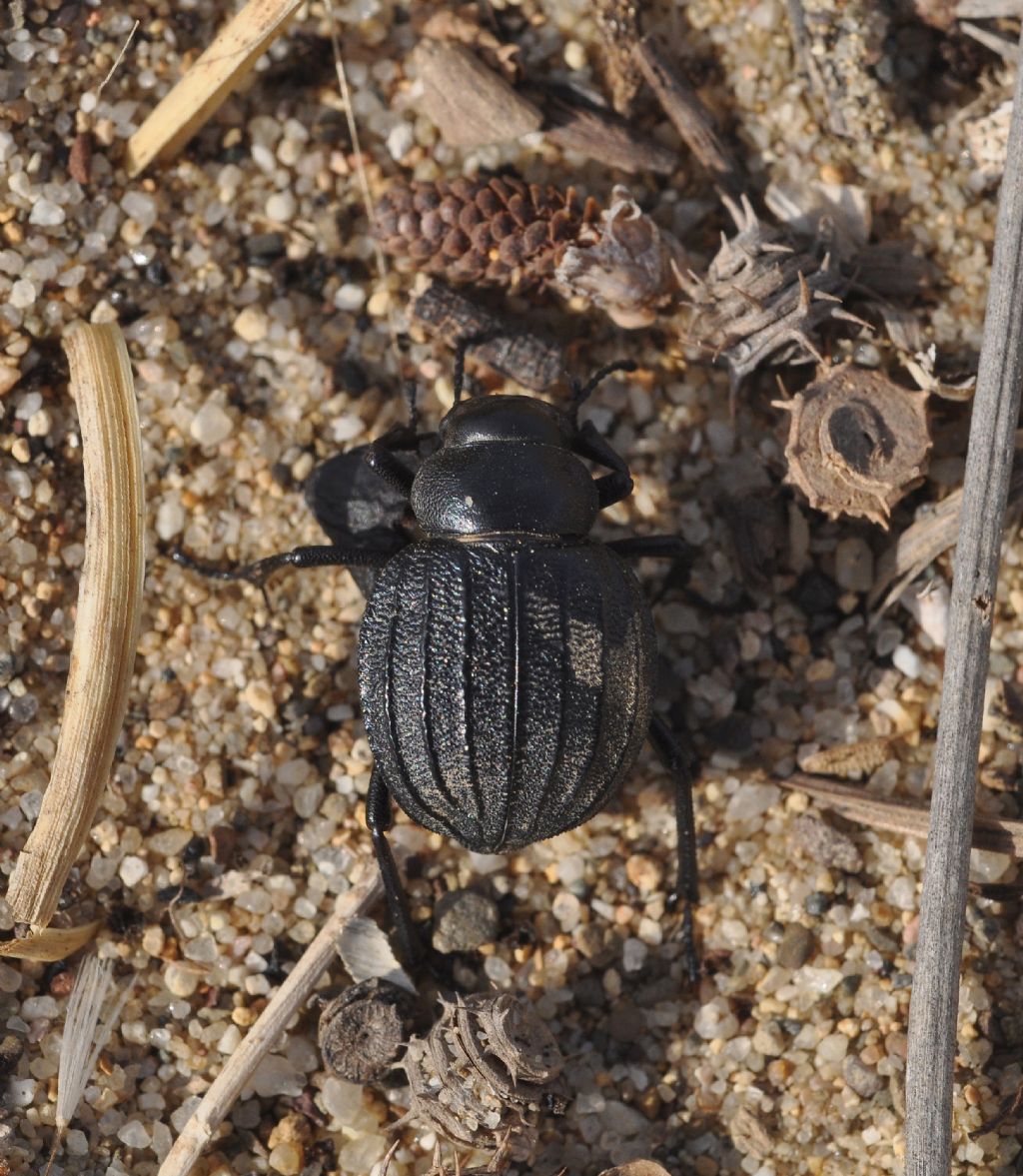 Pimelia bipunctata ssp. papii, Tenebrionidae