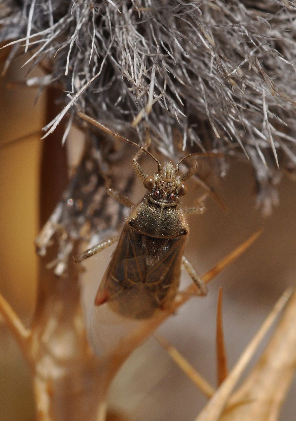 Rhopalidae: Liorhyssus hyalinus