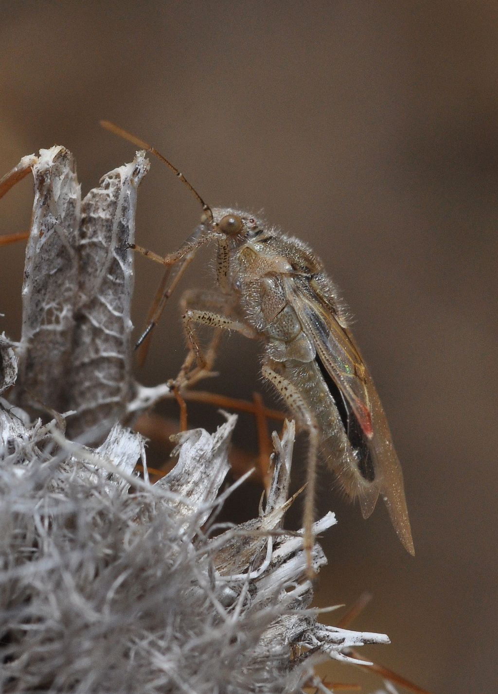 Rhopalidae: Liorhyssus hyalinus