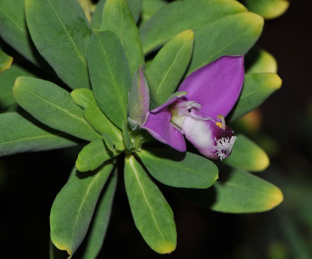 Polygala myrtifolia / Poligala a foglie di mirto