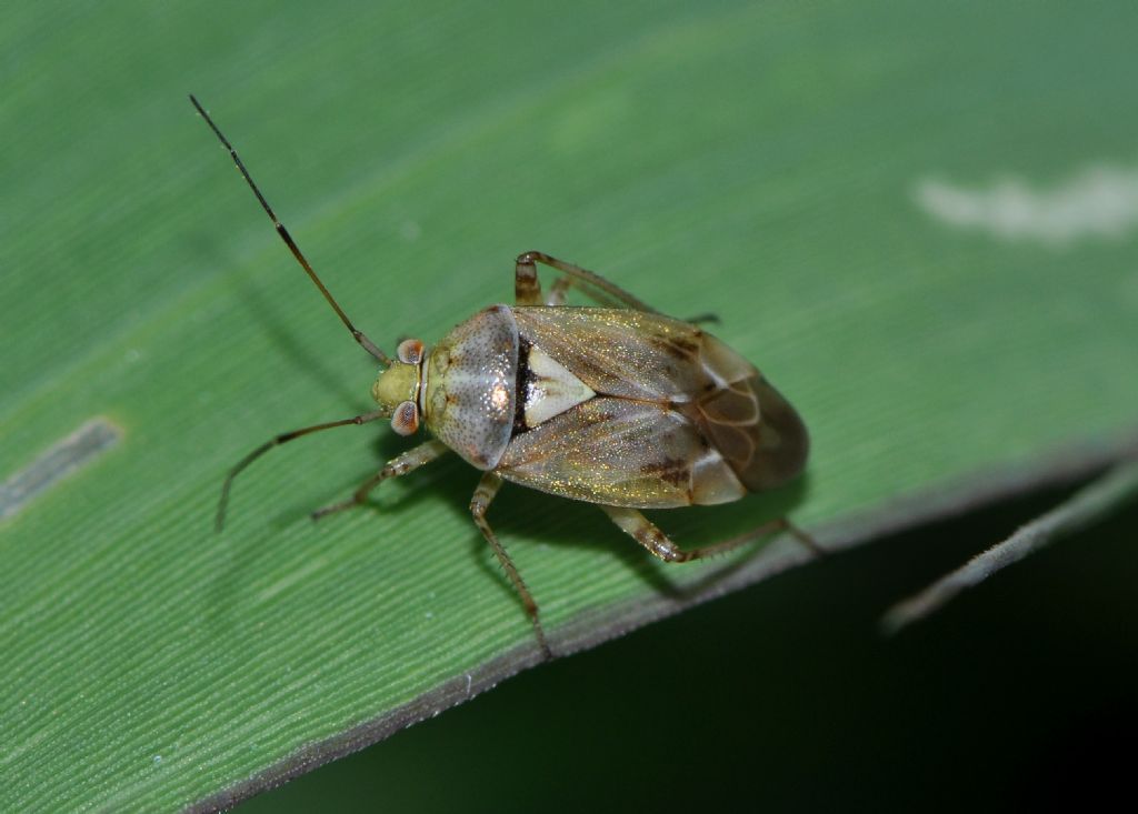 Miridae: Lygus gemellatus