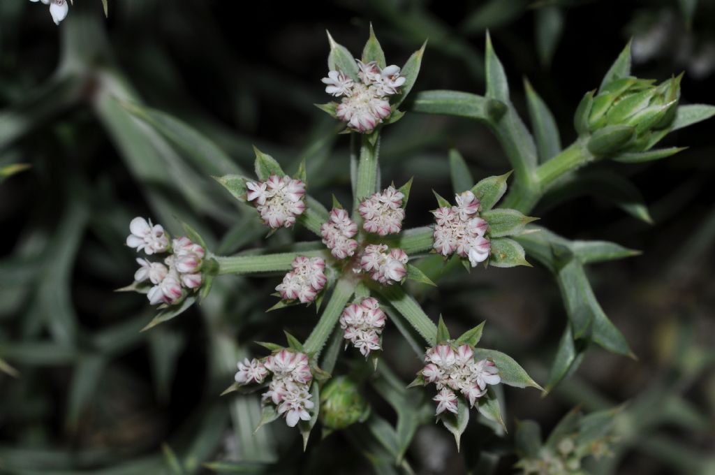 Echinophora spinosa / Finocchio litorale spinoso
