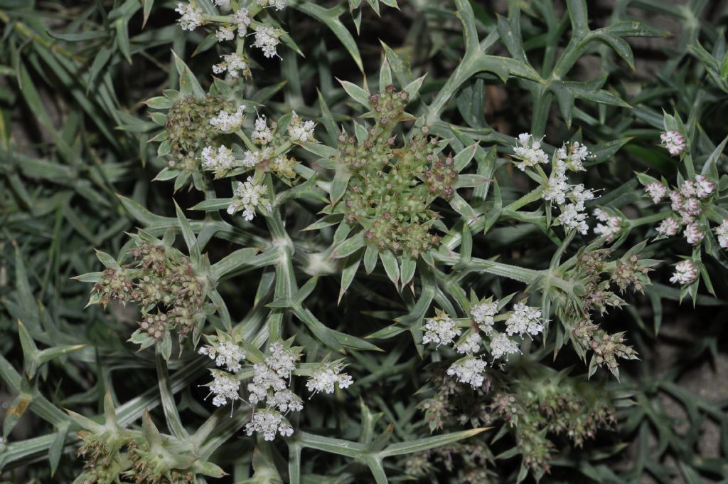 Echinophora spinosa / Finocchio litorale spinoso