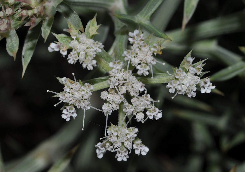 Echinophora spinosa / Finocchio litorale spinoso