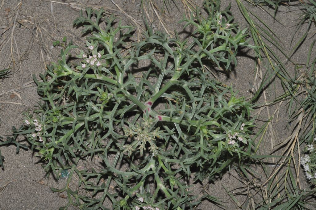 Echinophora spinosa / Finocchio litorale spinoso