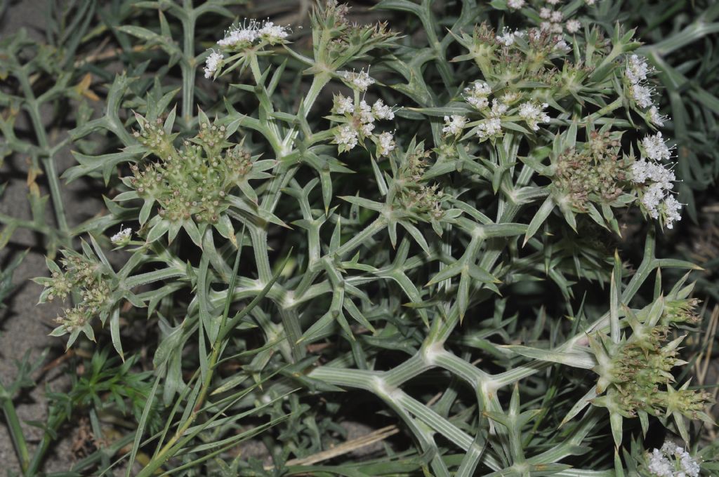 Echinophora spinosa / Finocchio litorale spinoso