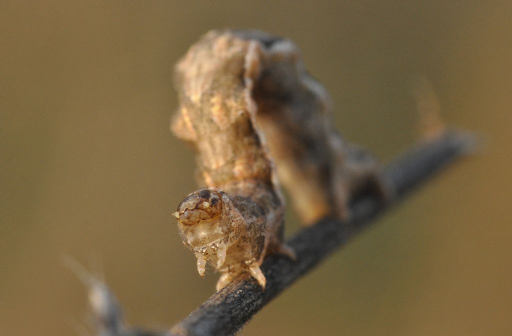 Geometridae: bruco da id...Pelurga comitata