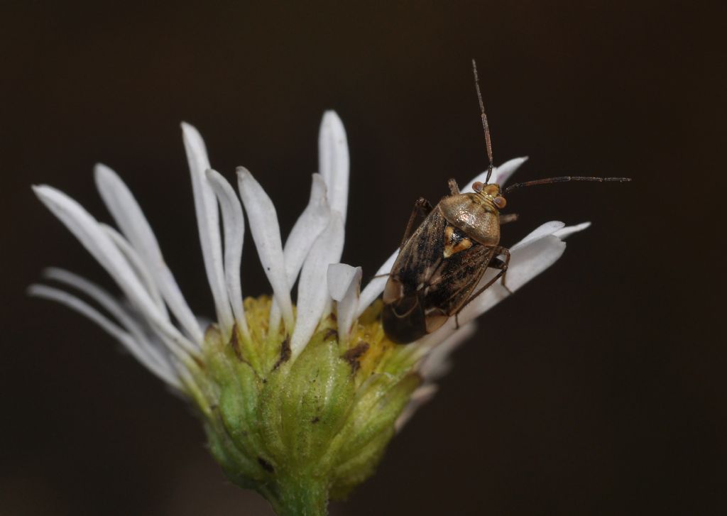 Miridae: Lygus rugulipennis