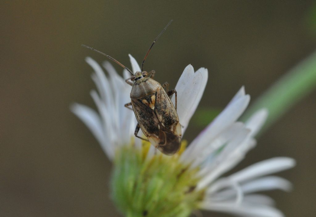 Miridae: Lygus rugulipennis