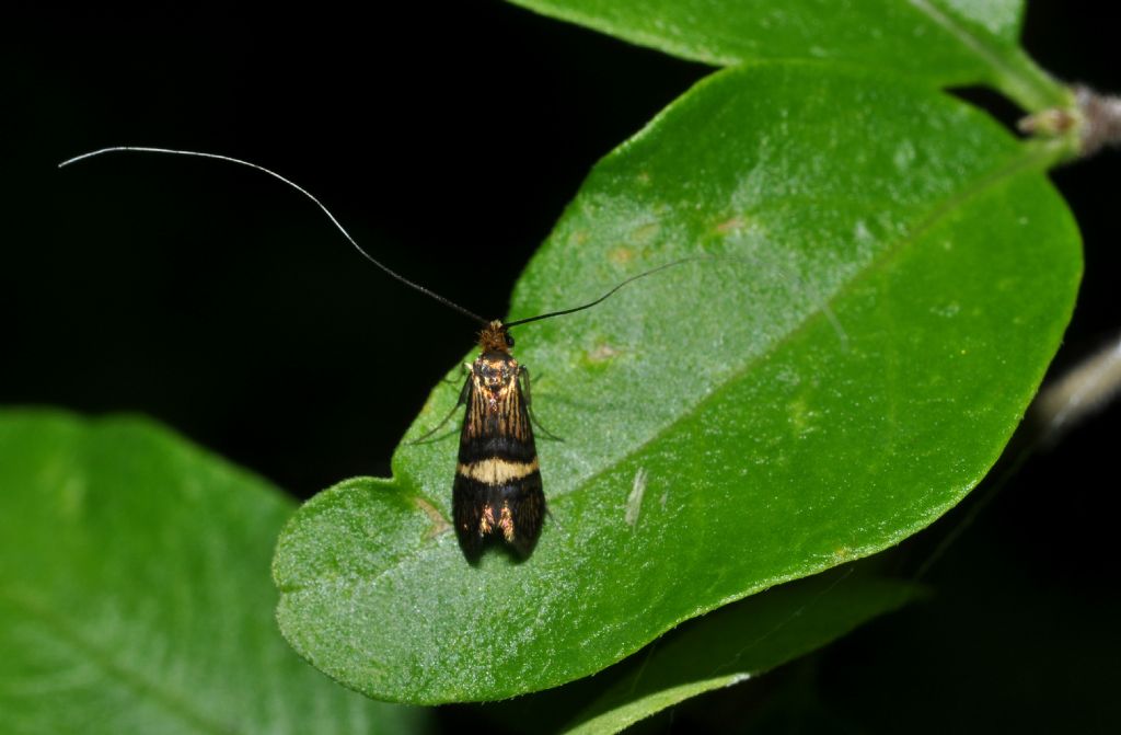 Micro da id:  Adela croesella - Adelidae