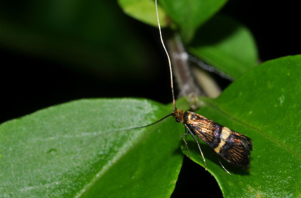 Micro da id:  Adela croesella - Adelidae