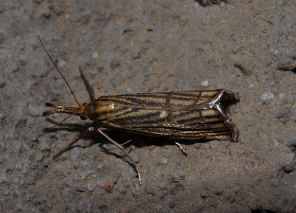 Crambidae da id