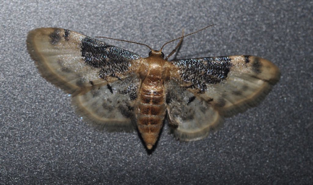 Geometridae da id - Idaea filicata