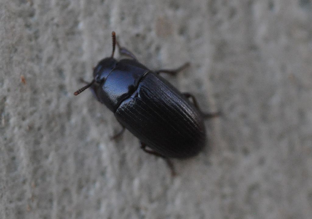 Tenebrionidae: Diaclina fagi