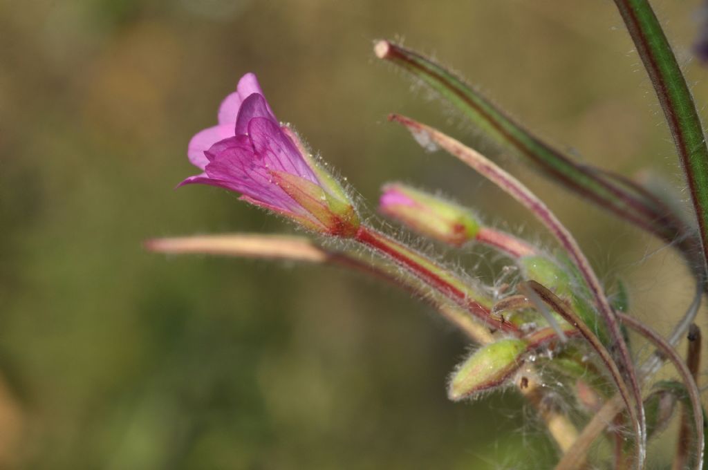 Epilobium hirsutum