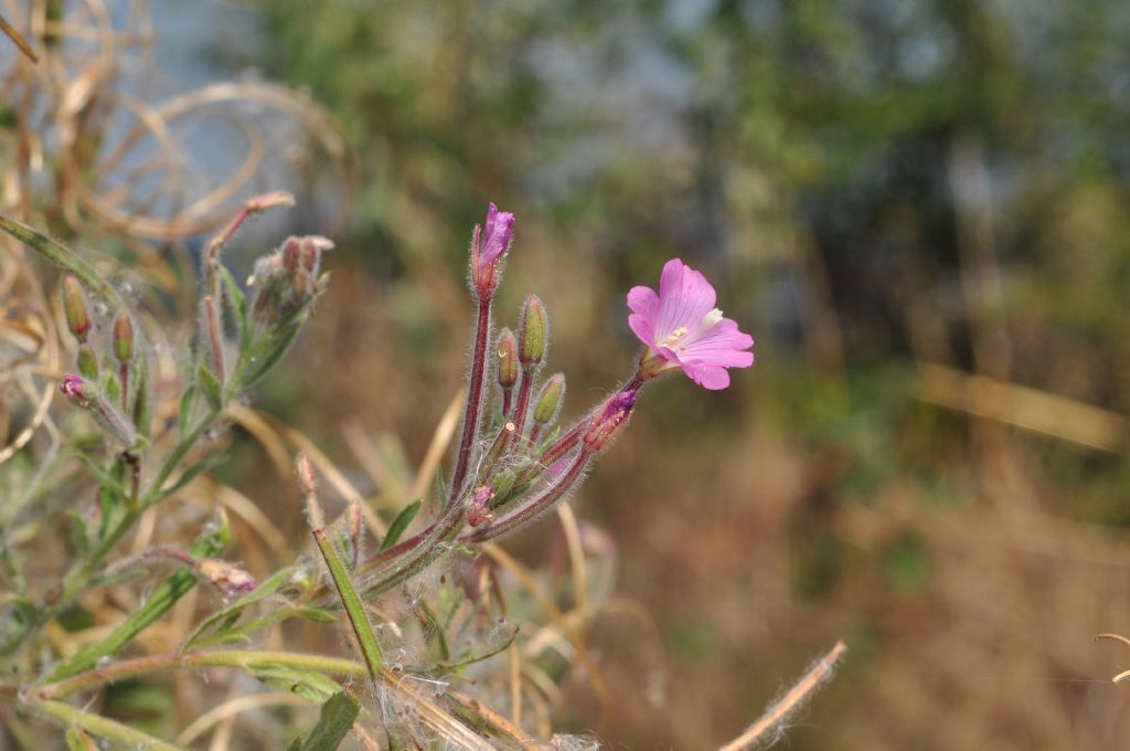 Epilobium hirsutum