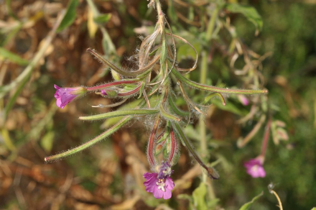 Epilobium hirsutum
