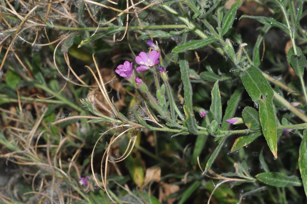 Epilobium hirsutum