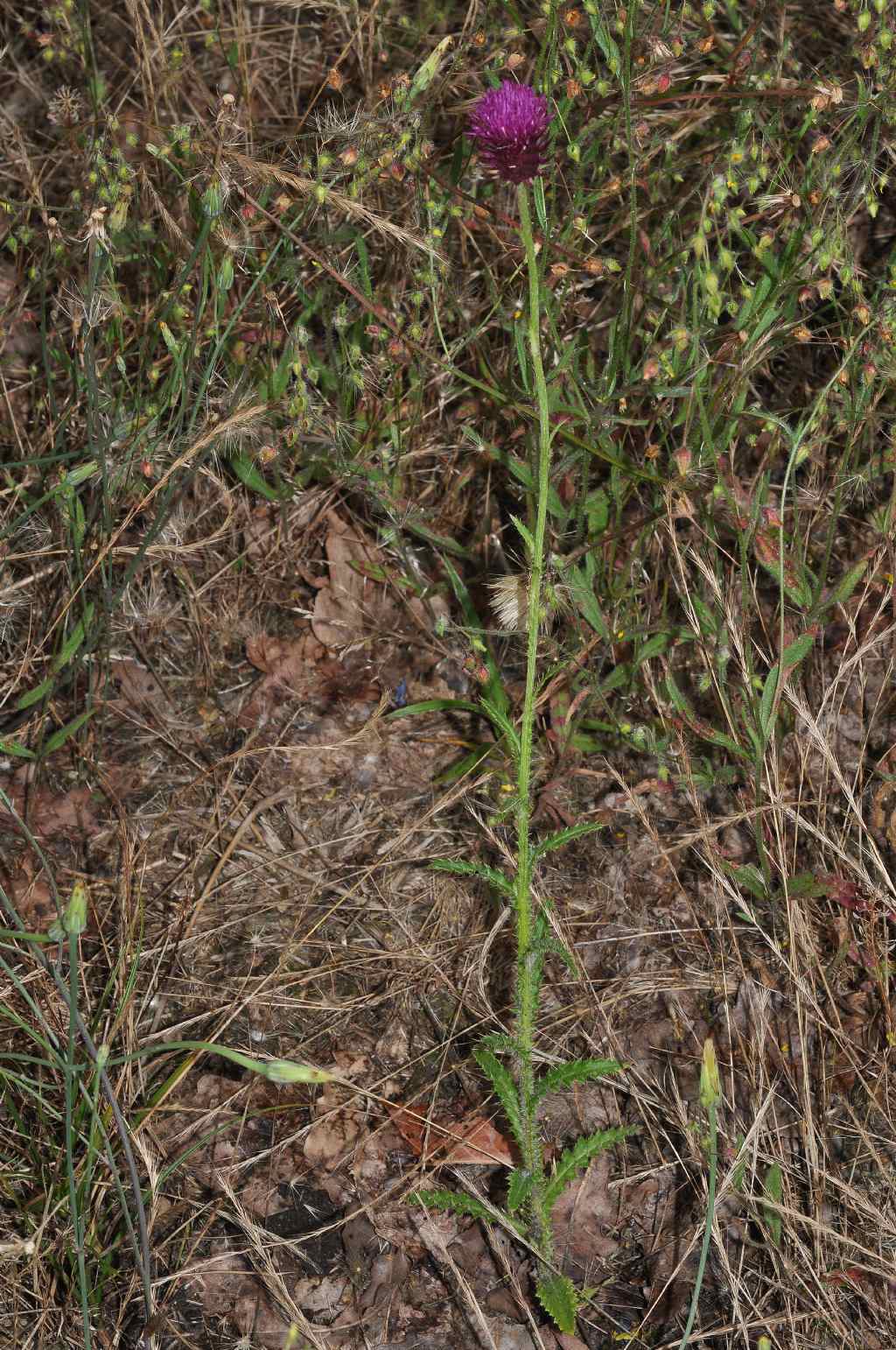 Carduus nutans