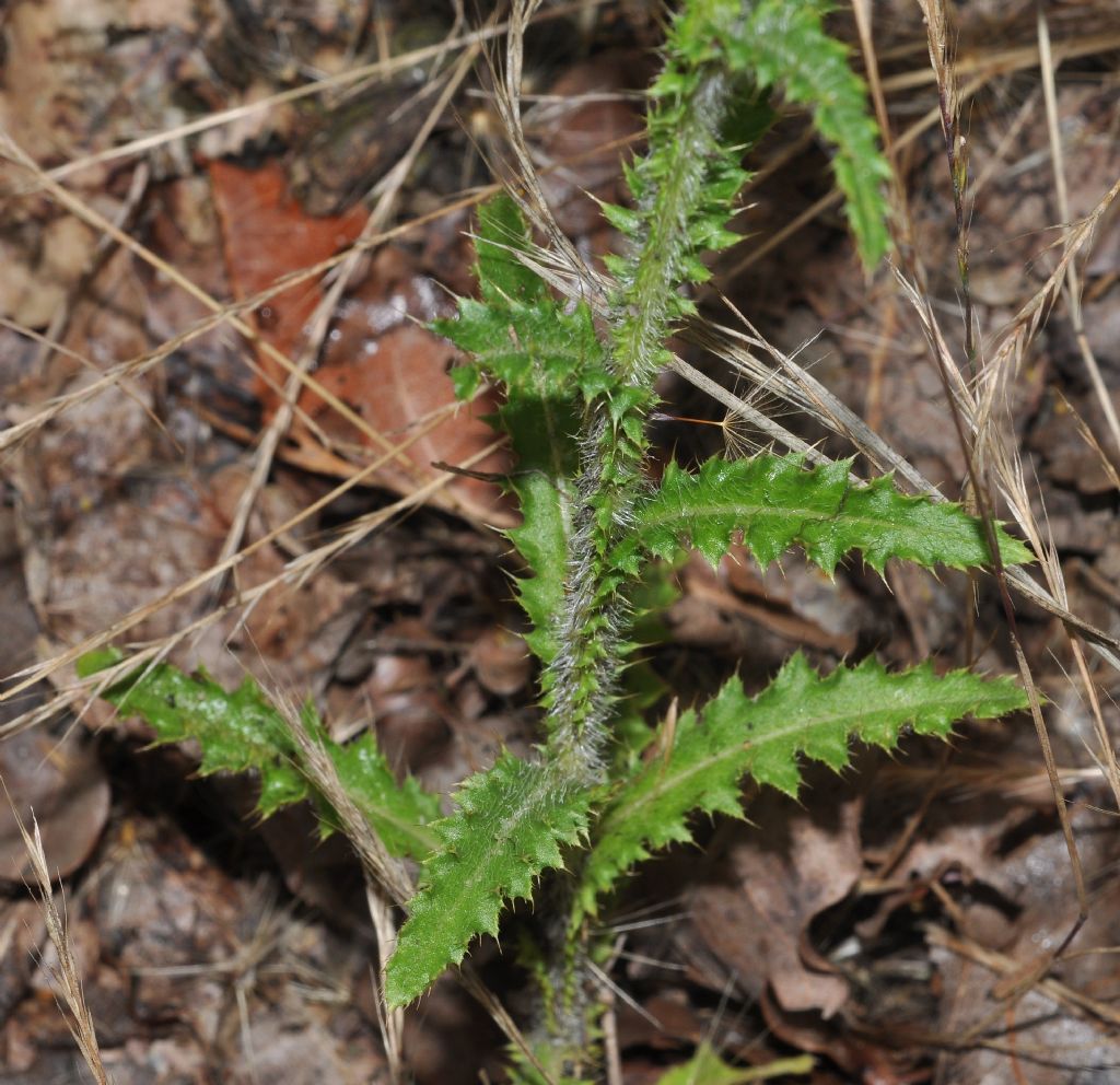 Carduus nutans
