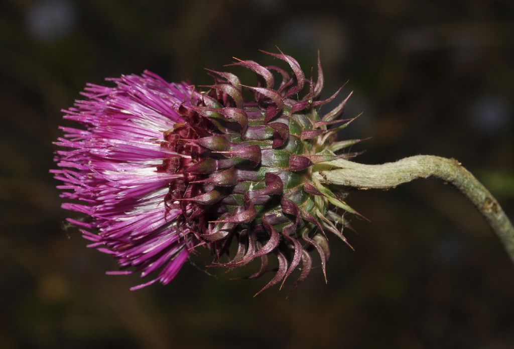 Carduus nutans