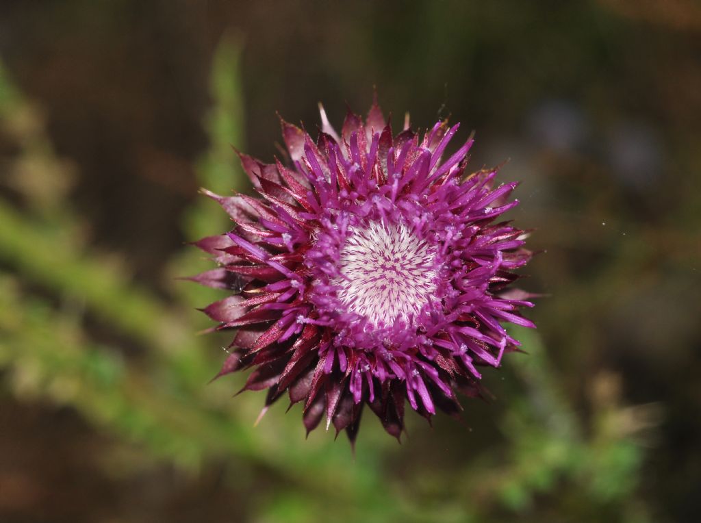 Carduus nutans
