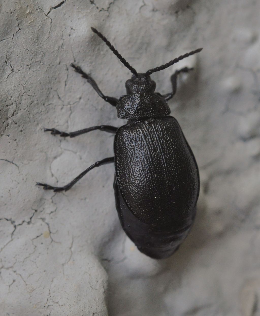 Tenebrionidae?  No, Chrysomelidae: Galeruca tanaceti
