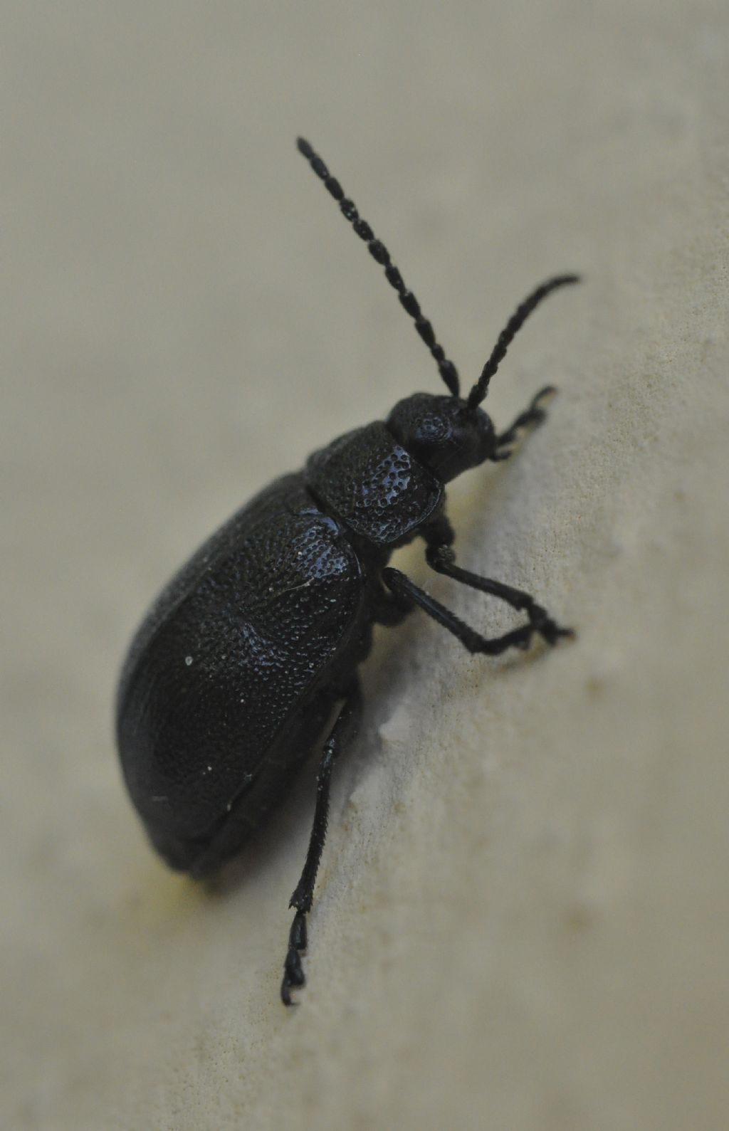 Tenebrionidae?  No, Chrysomelidae: Galeruca tanaceti