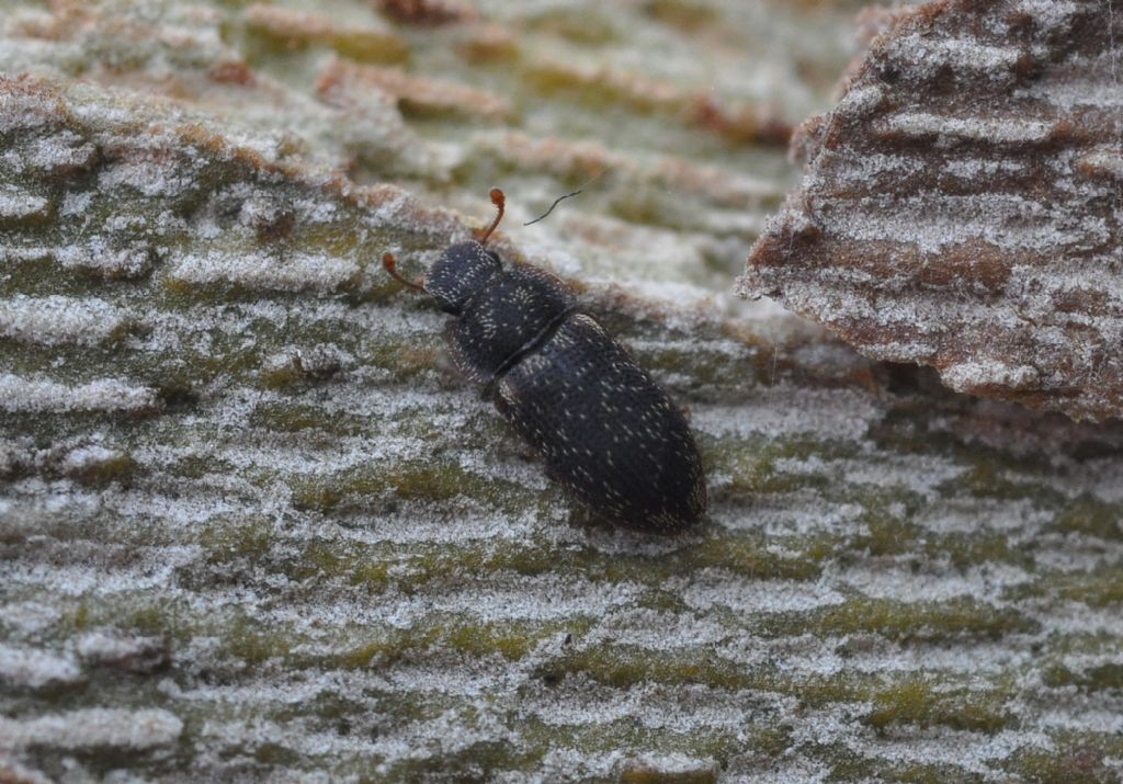 Zopheridae: Colobicus hirtus