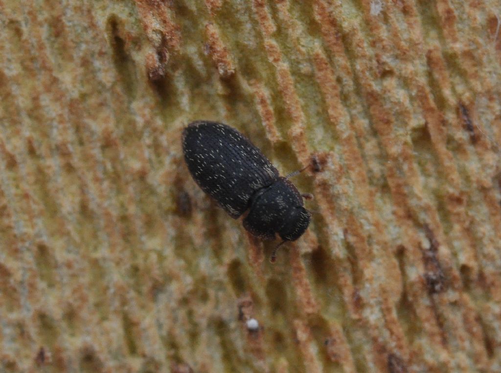 Zopheridae: Colobicus hirtus