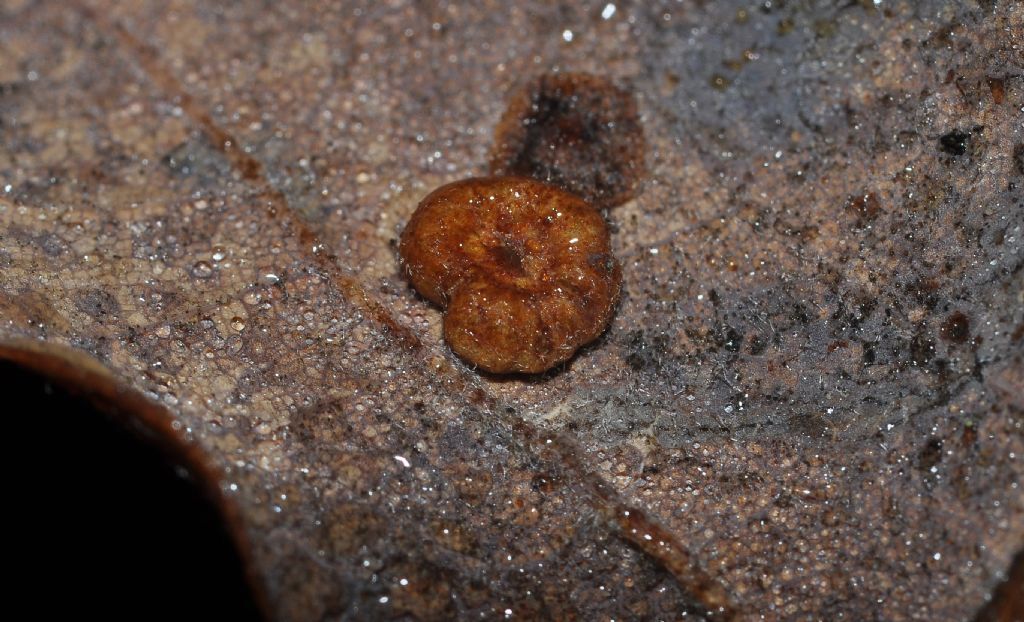galle su quercia:  Neuroterus quercusbaccarum (Cynipidae)