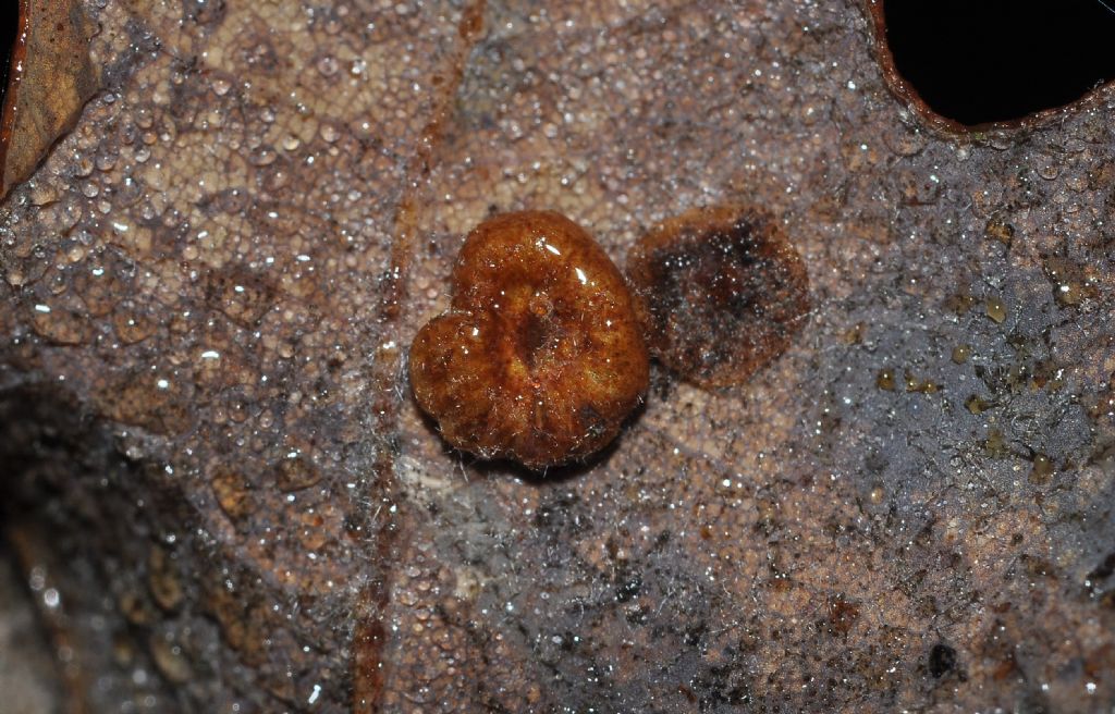 galle su quercia:  Neuroterus quercusbaccarum (Cynipidae)