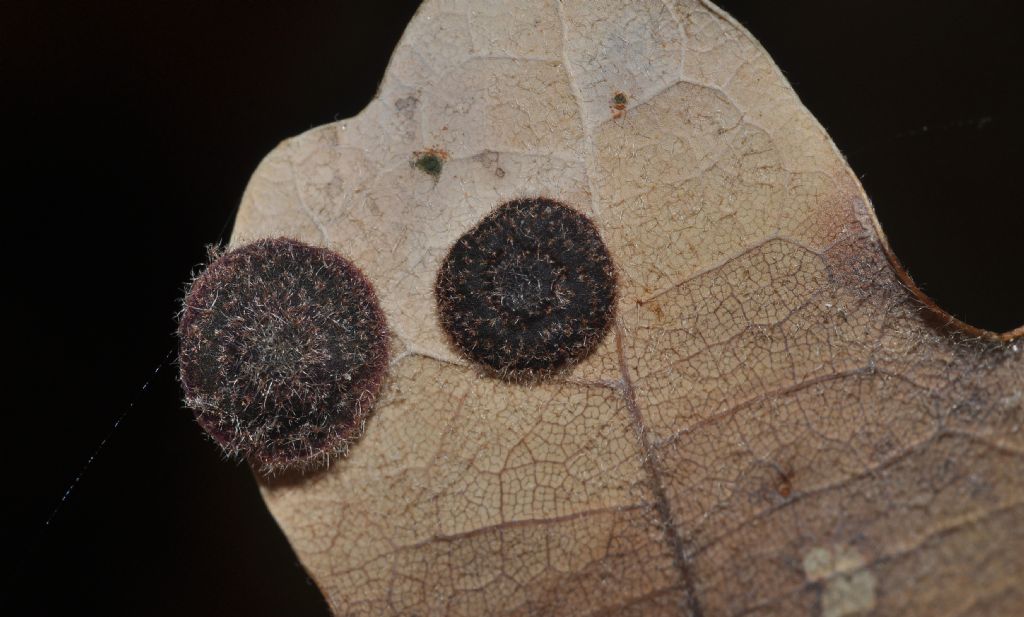 galle su quercia:  Neuroterus quercusbaccarum (Cynipidae)