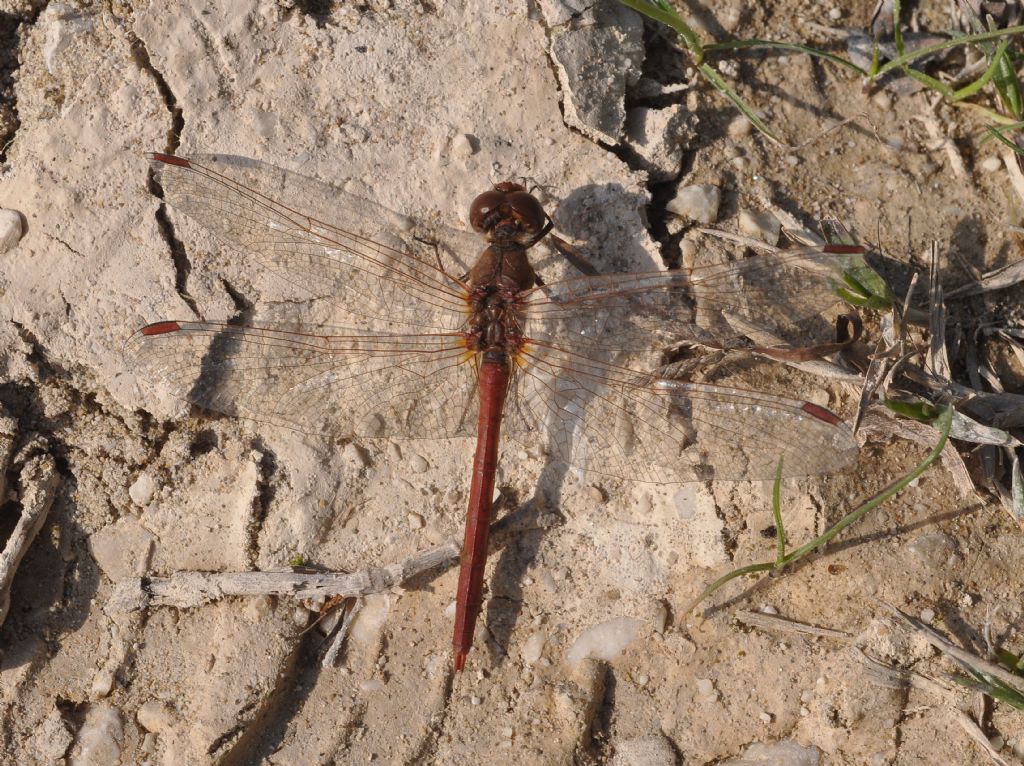 Sympetrum da id: Sympetrum cfr. meridionale e S. striolatum