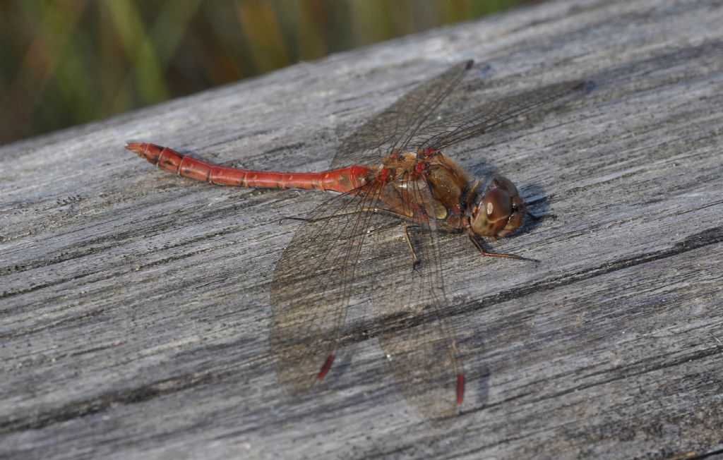 Sympetrum da id: Sympetrum cfr. meridionale e S. striolatum