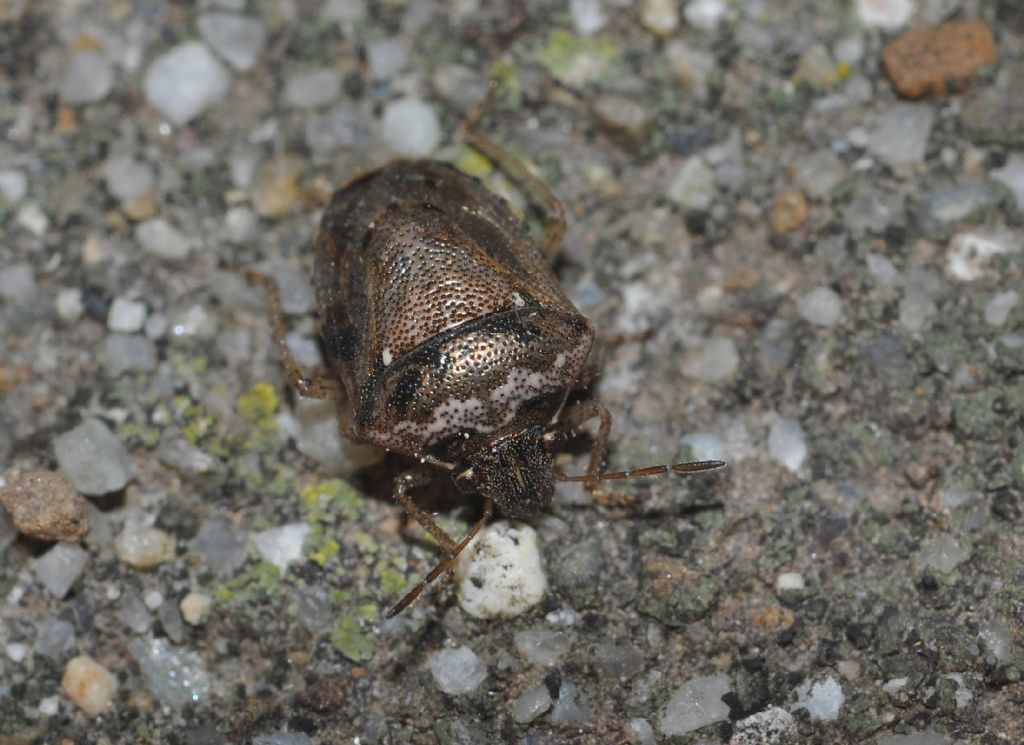 Pentatomidae: Eysarcoris ventralis?    S !